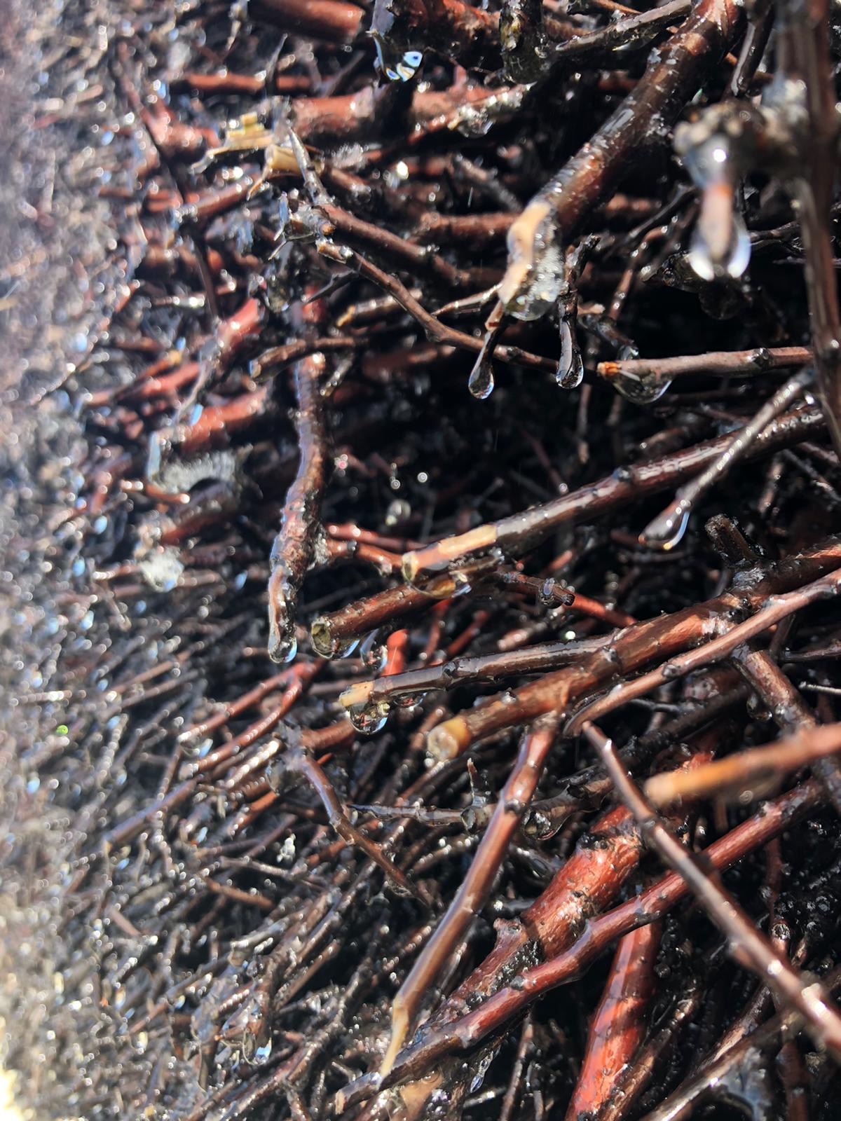 Blackthorn spikes transforming seawater into a viscousy brine